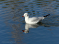 Gaviota Patiamarilla