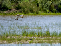 Gaviota - Laridae - Gavines