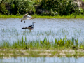 Gaviota - Laridae - Gavines