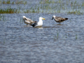 Gaviota - Laridae - Gavines