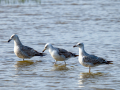 Gaviota - Laridae - Gavines