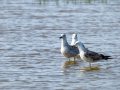 Gaviota - Laridae - Gavines