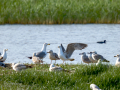 Gaviota - Laridae - Gavines