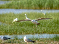 Gaviota - Laridae - Gavines