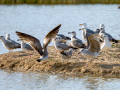 Gaviota - Laridae - Gavines
