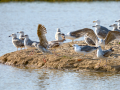 Gaviota - Laridae - Gavines