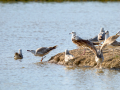 Gaviota - Laridae - Gavines