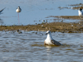Gaviota - Laridae - Gavines