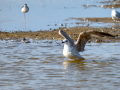 Gaviota - Laridae - Gavines