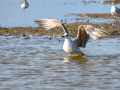 Gaviota - Laridae - Gavines