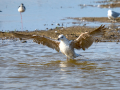 Gaviota - Laridae - Gavines