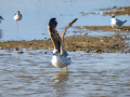 Gaviota - Laridae - Gavines