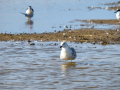 Gaviota - Laridae - Gavines