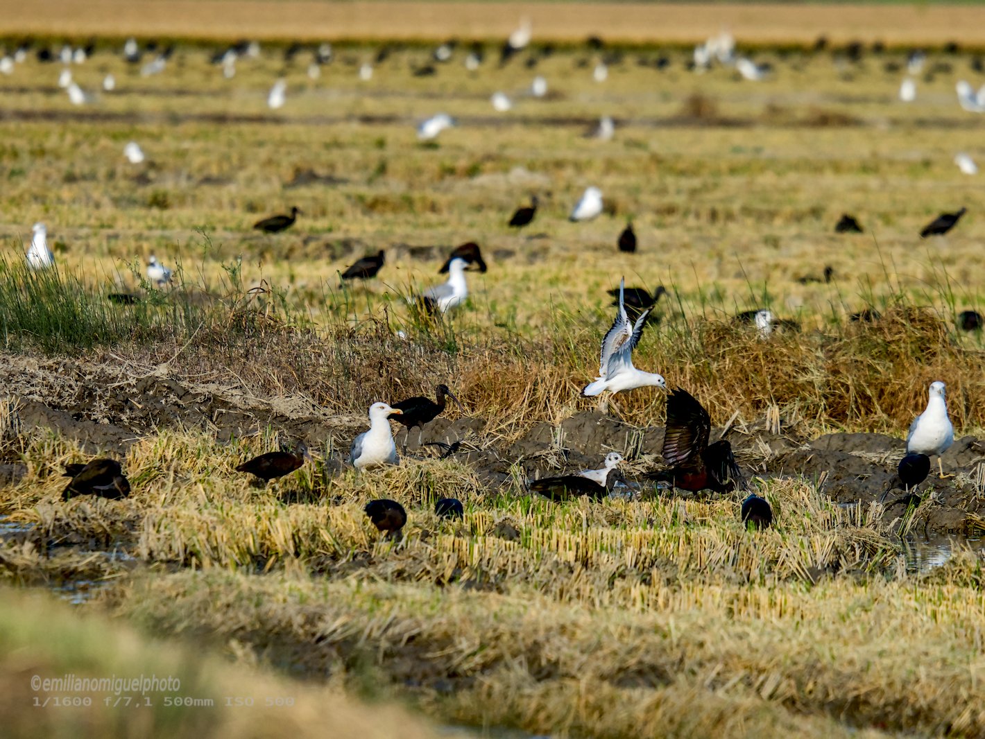 Gaviota enana - Hydrocoloeus minutus - Gavina menuda