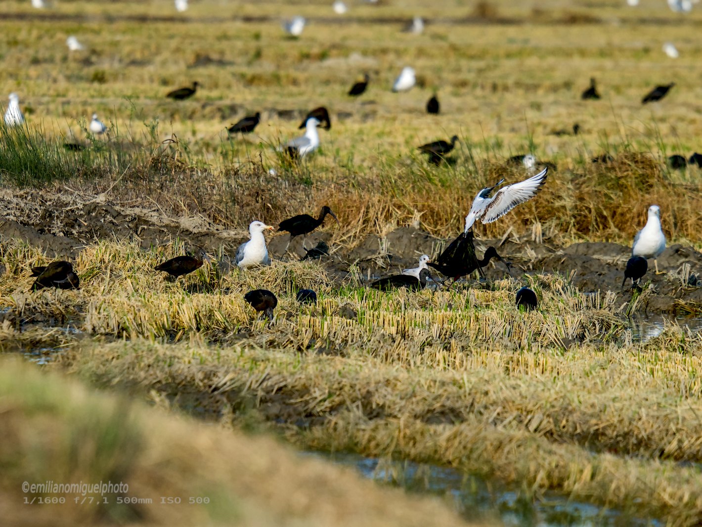 Gaviota enana - Hydrocoloeus minutus - Gavina menuda