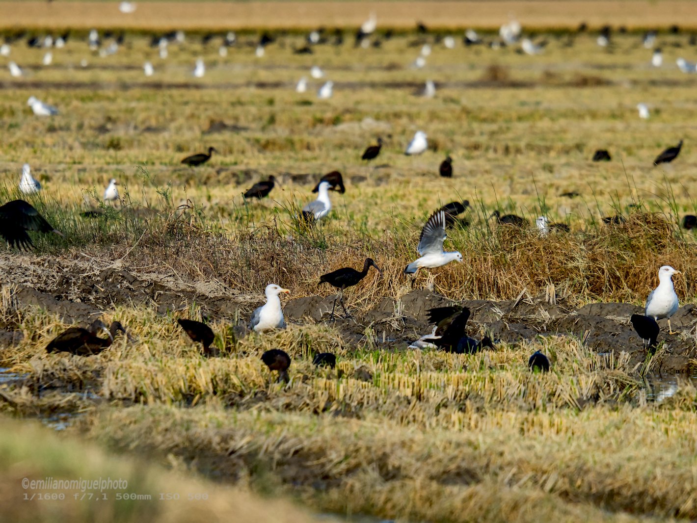 Gaviota enana - Hydrocoloeus minutus - Gavina menuda