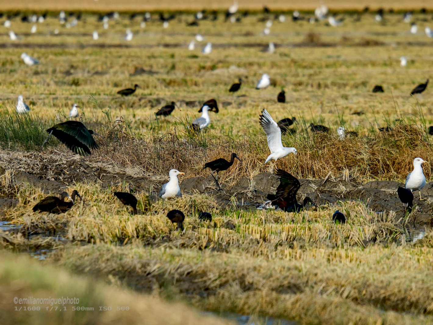 Gaviota enana - Hydrocoloeus minutus - Gavina menuda