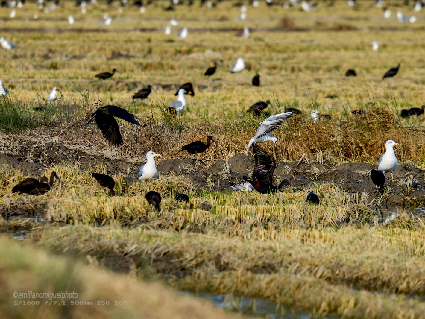 Gaviota enana - Hydrocoloeus minutus - Gavina menuda