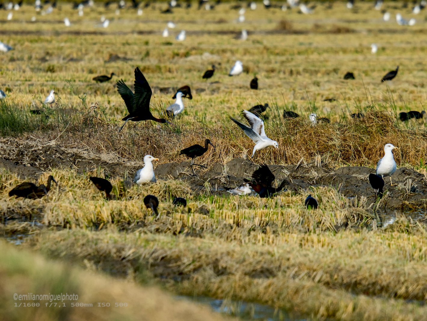 Gaviota enana - Hydrocoloeus minutus - Gavina menuda