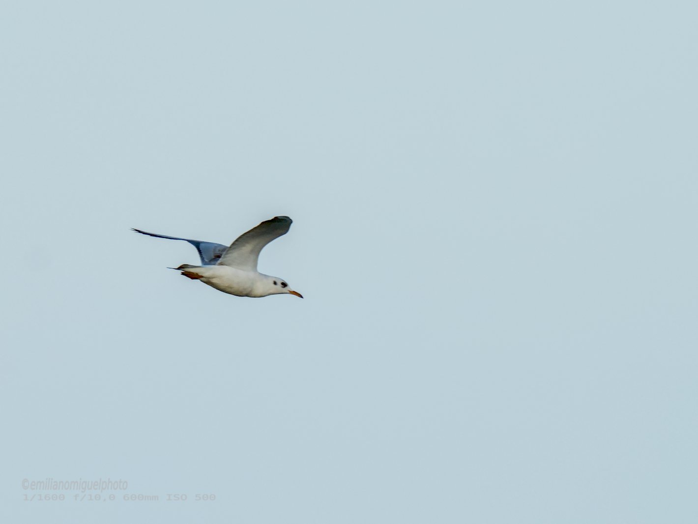 Gaviota enana - Hydrocoloeus minutus - Gavina menuda
