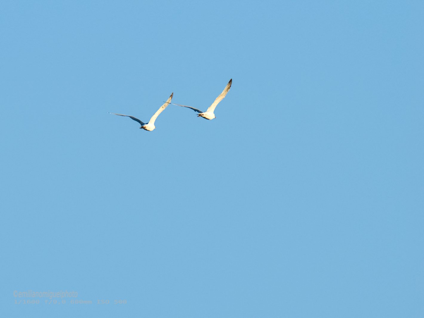 Gaviota enana - Hydrocoloeus minutus - Gavina menuda