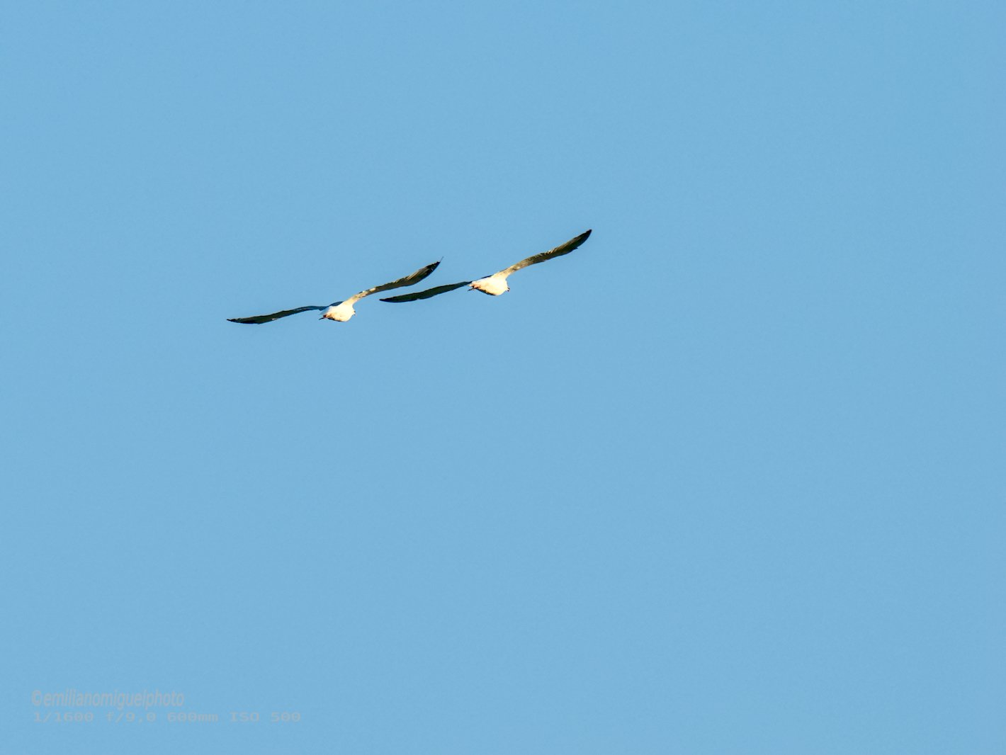 Gaviota enana - Hydrocoloeus minutus - Gavina menuda