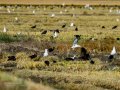 Gaviota enana - Hydrocoloeus minutus - Gavina menuda
