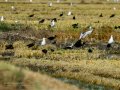 Gaviota enana - Hydrocoloeus minutus - Gavina menuda