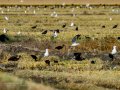 Gaviota enana - Hydrocoloeus minutus - Gavina menuda