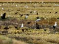 Gaviota enana - Hydrocoloeus minutus - Gavina menuda