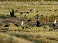 Gaviota enana - Hydrocoloeus minutus - Gavina menuda