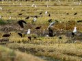 Gaviota enana - Hydrocoloeus minutus - Gavina menuda