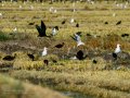 Gaviota enana - Hydrocoloeus minutus - Gavina menuda