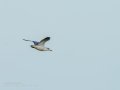 Gaviota enana - Hydrocoloeus minutus - Gavina menuda