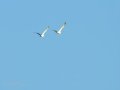 Gaviota enana - Hydrocoloeus minutus - Gavina menuda