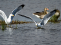Gaviota patiamarilla - Larus michahellis - Gavià argentat de potes grogues