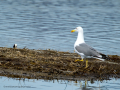 Gaviota patiamarilla - Larus michahellis - Gavià argentat de potes grogues