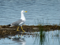 Gaviota patiamarilla - Larus michahellis - Gavià argentat de potes grogues