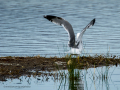 Gaviota patiamarilla - Larus michahellis - Gavià argentat de potes grogues