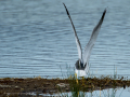 Gaviota patiamarilla - Larus michahellis - Gavià argentat de potes grogues