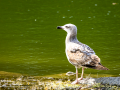 Gaviota patiamarilla - Larus michahellis - Gavià argentat de potes grogues