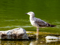 Gaviota patiamarilla - Larus michahellis - Gavià argentat de potes grogues