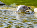 Gaviota patiamarilla - Larus michahellis - Gavià argentat de potes grogues