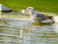 Gaviota patiamarilla - Larus michahellis - Gavià argentat de potes grogues