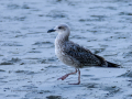 Gaviota patiamarilla - Larus michahellis - Gavià argentat de potes grogues