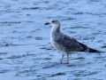 Gaviota patiamarilla - Larus michahellis - Gavià argentat de potes grogues