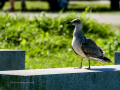 Gaviota patiamarilla - Larus michahellis - Gavià argentat de potes grogues