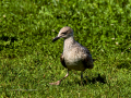 Gaviota patiamarilla - Larus michahellis - Gavià argentat de potes grogues