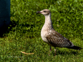 Gaviota patiamarilla - Larus michahellis - Gavià argentat de potes grogues