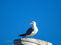 Gaviota patiamarilla - Larus michahellis - Gavià argentat de potes grogues